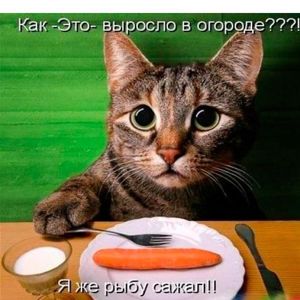 А где рыбка? А где рыбка?