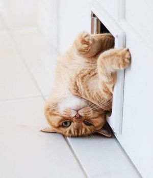 Кошка никогда не подружится с тем, кто не способен полюбить ее. Кошки никогда не ошибаются в людях. Кошка никогда не подружится с тем, кто не способен полюбить ее. Кошки никогда не ошибаются в людях.
