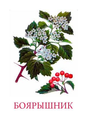 Карточки для изучения деревьев