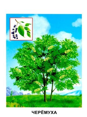Карточки для изучения деревьев