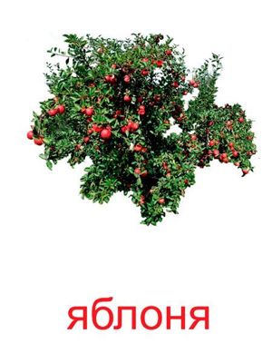 Карточки для изучения деревьев