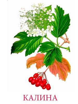 Карточки для изучения деревьев