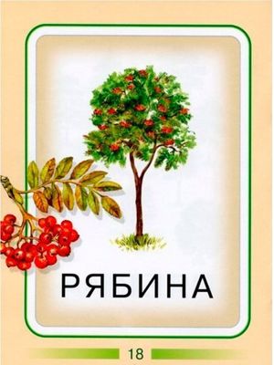Карточки для изучения деревьев
