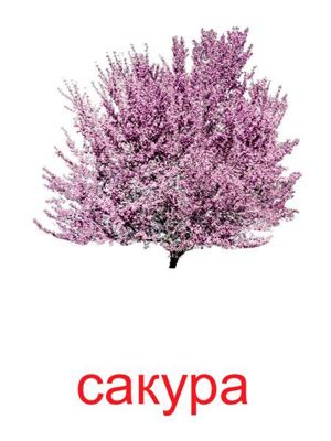 Карточки для изучения деревьев