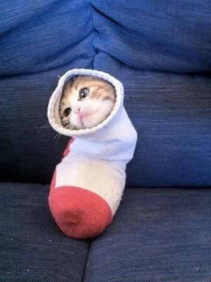 Единственная вещь, которую невозможно понять, — почему кошка когда-то решила стать домашним животным. /Кларк МакКензи/ Единственная вещь, которую невозможно понять, — почему кошка когда-то решила стать домашним животным. /Кларк МакКензи/