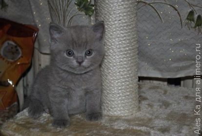 котик котик