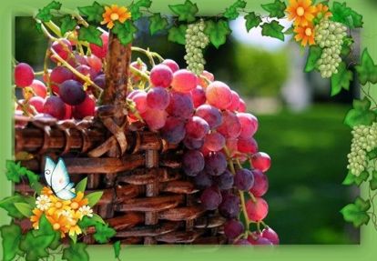13. Компот из винограда на зиму (целыми гроздьями). Приготовление: 3 кг винограда в кистях, 1 кг сахара, 1.5 л воды. Приготовление: Крупный виноград в кистях промыть холодной водой, уложить в банки и залить охлажденным сахарным сиропом. Банки плотно закрыть и пастеризовать 30 минут при 80 °С или стерилизовать 10 минут в кипящей воде. 13. Компот из винограда на зиму (целыми гроздьями). Приготовление: 3 кг винограда в кистях, 1 кг сахара, 1.5 л воды. Приготовление: Крупный виноград в кистях промыть холодной водой, уложить в банки и залить охлажденным сахарным сиропом. Банки плотно закрыть и пастеризовать 30 минут при 80 °С или стерилизовать 10 минут в кипящей воде.
