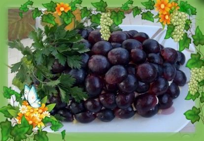 4. Салат «Виноградная гроздь» продукты: отварная куриная грудка 300 г, вареные яйца 3 шт., зеленые яблоки 2 шт., твердый сыр 100 г, кедровые орехи 50 г, виноград без косточек 300 г, майонез 200 г, листья салата, зелень, соль по вкусу. Приготовление: мясо курицы нарезать кубиками, яйца натереть на крупной терке. Яблоки очистить от кожицы, удалить сердцевину, мякоть нарезать кубиками. Ягоды винограда разрезать вдоль пополам, сыр натереть на крупной терке. Выкладывать салат на листья свежего салата на круглом блюде. Слои промазать небольшим количеством майонеза. 1 слой - куриное мясо, 2 слой - яйца, 3 слой – яблоки, 4 слой - орехи, 5 слой - сыр. Последний слой хорошо промазать майонезом. Украсить салат ягодами винограда и свежей зеленью. 4. Салат «Виноградная гроздь» продукты: отварная куриная грудка 300 г, вареные яйца 3 шт., зеленые яблоки 2 шт., твердый сыр 100 г, кедровые орехи 50 г, виноград без косточек 300 г, майонез 200 г, листья салата, зелень, соль по вкусу. Приготовление: мясо курицы нарезать кубиками, яйца натереть на крупной терке. Яблоки очистить от кожицы, удалить сердцевину, мякоть нарезать кубиками. Ягоды винограда разрезать вдоль пополам, сыр натереть на крупной терке. Выкладывать салат на листья свежего салата на круглом блюде. Слои промазать небольшим количеством майонеза. 1 слой - куриное мясо, 2 слой - яйца, 3 слой – яблоки, 4 слой - орехи, 5 слой - сыр. Последний слой хорошо промазать майонезом. Украсить салат ягодами винограда и свежей зеленью.