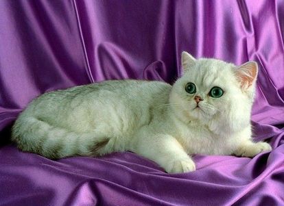 Экзотическая. От персов они унаследовали общительный и нежный темперамент, однако они более игривы и любознательны, чем их длинношерстные родственники. Легкий характер этих кошек позволит им вписаться в ваш дом в любом возрасте. Экзотическая. От персов они унаследовали общительный и нежный темперамент, однако они более игривы и любознательны, чем их длинношерстные родственники. Легкий характер этих кошек позволит им вписаться в ваш дом в любом возрасте.