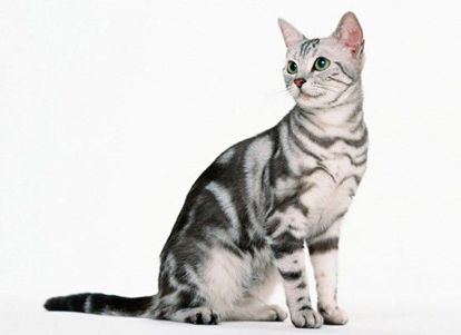 Американская короткошёрстная. Эти счастливые, социальные, энергичные кошки также хорошо ладят с собаками. Имеют короткую шерсть в трёхцветной раскраске: чёрный, серый и белый. Очень симпатичная и игривая порода. Американская короткошёрстная. Эти счастливые, социальные, энергичные кошки также хорошо ладят с собаками. Имеют короткую шерсть в трёхцветной раскраске: чёрный, серый и белый. Очень симпатичная и игривая порода.