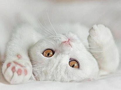 «Обычных кошек не бывает». Сидони-Габриэль Колетт «Обычных кошек не бывает». Сидони-Габриэль Колетт