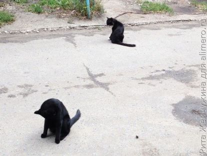Кошки Кошки