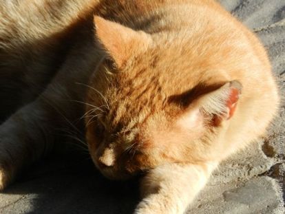 котейка котейка