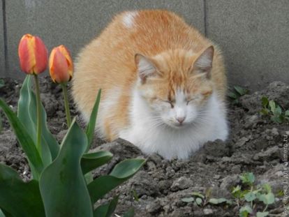 рыжий кот рыжий кот