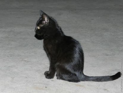 кот кот