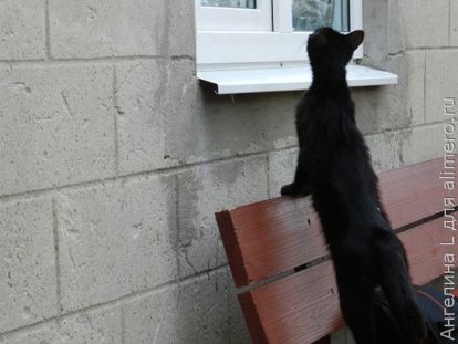 кот кот