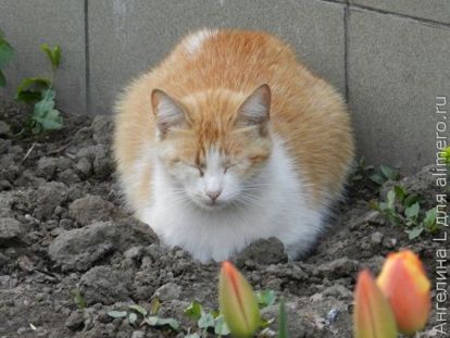 кот кот