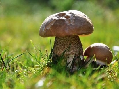 10. Опять ошибка. Эта игра требует от взрослого предварительной подготовки или быстрой реакции и хорошей фантазии. Взрослый рассказывает ребенку историю, сознательно делая в ней ошибки: Пошел я гулять в лес. Хожу, собираю разные грибы: белые, лисички, ватрушки. Хорошо гулять по лесу, только холодно, все-таки декабрь на дворе... Ребенок останавливает взрослого и указывает на ошибки. 10. Опять ошибка. Эта игра требует от взрослого предварительной подготовки или быстрой реакции и хорошей фантазии. Взрослый рассказывает ребенку историю, сознательно делая в ней ошибки: Пошел я гулять в лес. Хожу, собираю разные грибы: белые, лисички, ватрушки. Хорошо гулять по лесу, только холодно, все-таки декабрь на дворе... Ребенок останавливает взрослого и указывает на ошибки.