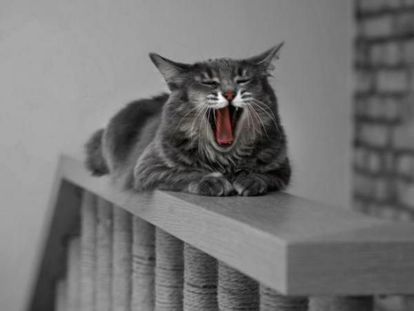 Без кота и жизнь не та! Без кота и жизнь не та!