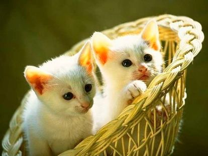 Кошки в лукошке. Кошки в лукошке.