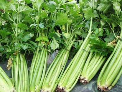 Для сохранения аромата моркови, сельдерея, репчатого лука их надо добавлять в суп не сырыми, а после того, как они будут слегка потушены в масле. Для сохранения аромата моркови, сельдерея, репчатого лука их надо добавлять в суп не сырыми, а после того, как они будут слегка потушены в масле.