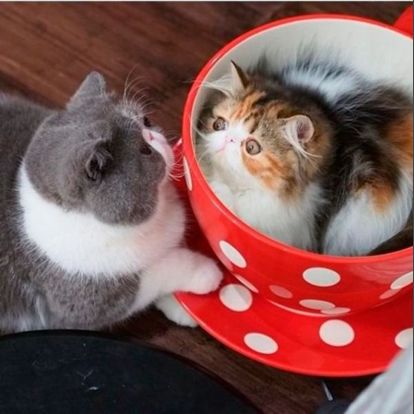 - А я тебя нашел! - А я тебя нашел!
