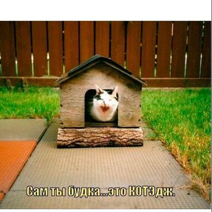 Не будка, а КОТЭдж! Не будка, а КОТЭдж!