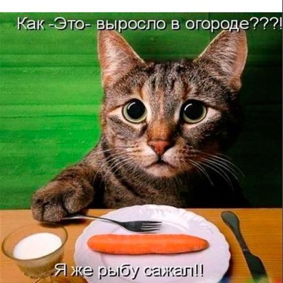 А где рыбка? А где рыбка?