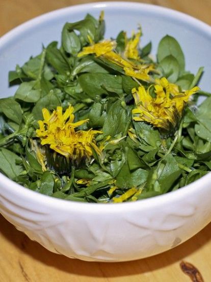 Одуванчик. Вкус цветов очень похож на каперсы. Его лепестки отлично подходят для приготовления мяса и рыбы, используются для ароматизации меда и приготовления ликеров, из цветков одуванчика варят варенье. Можно консервировать цветы и бутоны в оливковом масле, предварительно отварив их в воде с уксусом. Одуванчик. Вкус цветов очень похож на каперсы. Его лепестки отлично подходят для приготовления мяса и рыбы, используются для ароматизации меда и приготовления ликеров, из цветков одуванчика варят варенье. Можно консервировать цветы и бутоны в оливковом масле, предварительно отварив их в воде с уксусом.