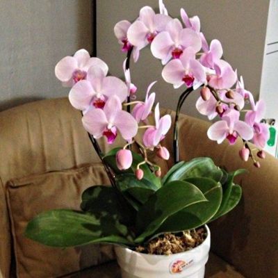 Как поливать орхидею