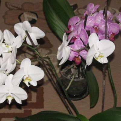 Уход за орхидеей после цветения