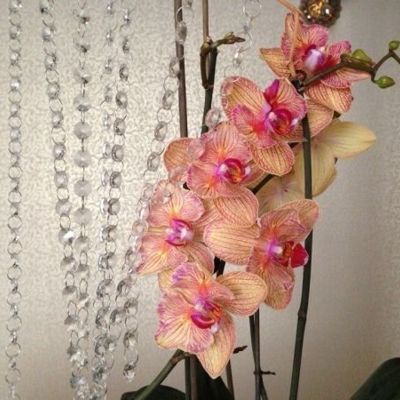 Уход за орхидеями