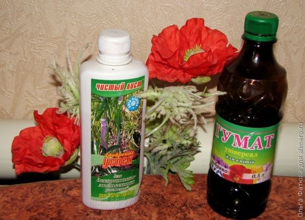Удобрение для финиковых пальм Удобрение для финиковых пальм