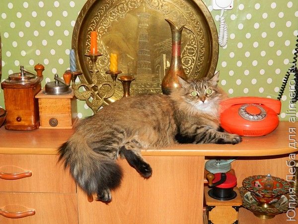 Моя Фанечка Моя Фанечка