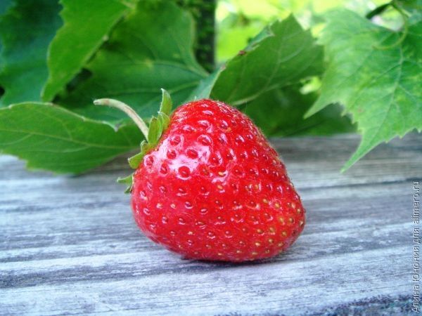 Натуральные продукты — мода или польза