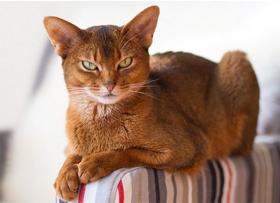 Абиссинские кошки являются чрезвычайно дружелюбными и общительными и очень любят играть. Они большие и обычно рыжие. Шерсть короткая. Абиссинские кошки являются чрезвычайно дружелюбными и общительными и очень любят играть. Они большие и обычно рыжие. Шерсть короткая.