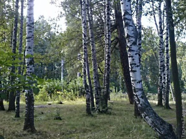 Целебная сила деревьев