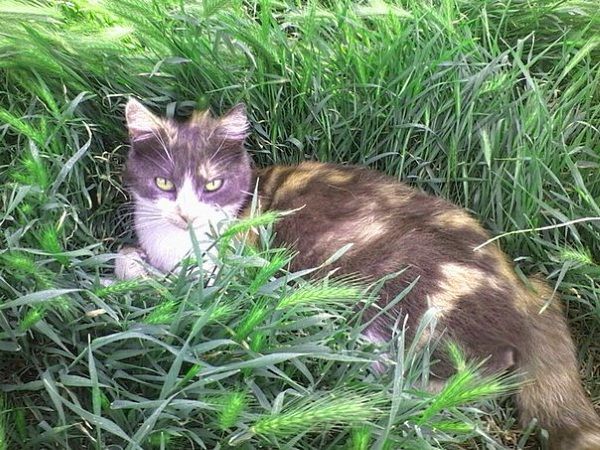 кошка кошка