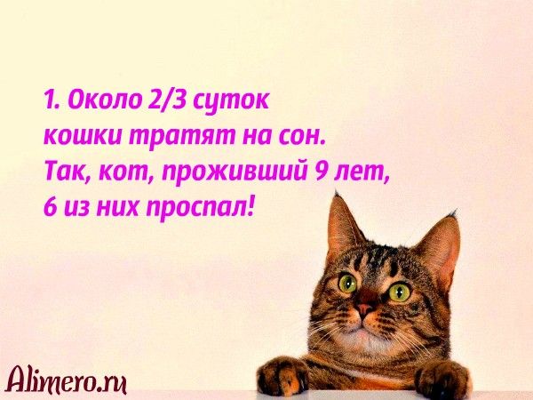 Интересные факты о кошках Интересные факты о кошках