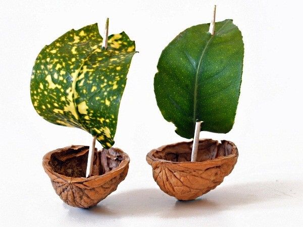 Поделки из ореховой скорлупы Поделки из ореховой скорлупы