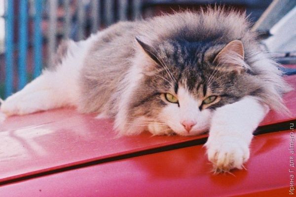 Как мы завели кота