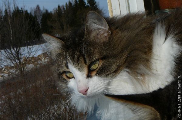 Коты тоже гуляют сами по себе