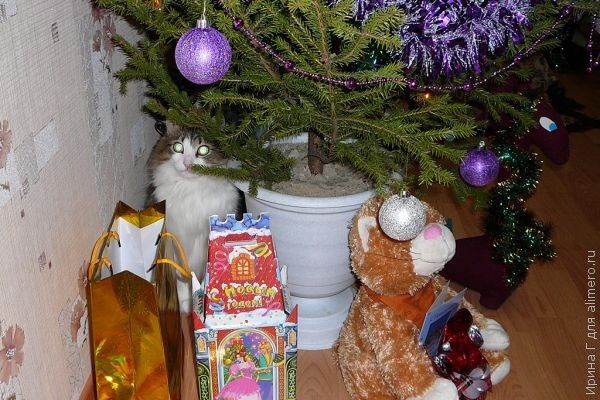 Что сделать что бы новый год запомнился Что сделать что бы новый год запомнился