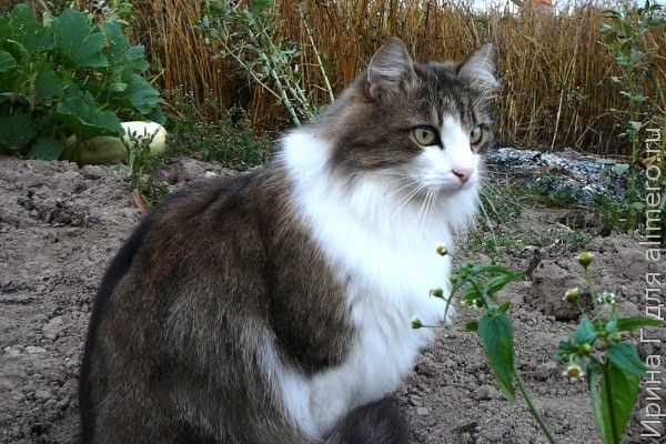 Как сороки кота обхитрили