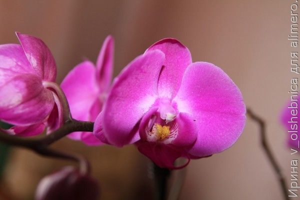 орхидея фото орхидея фото