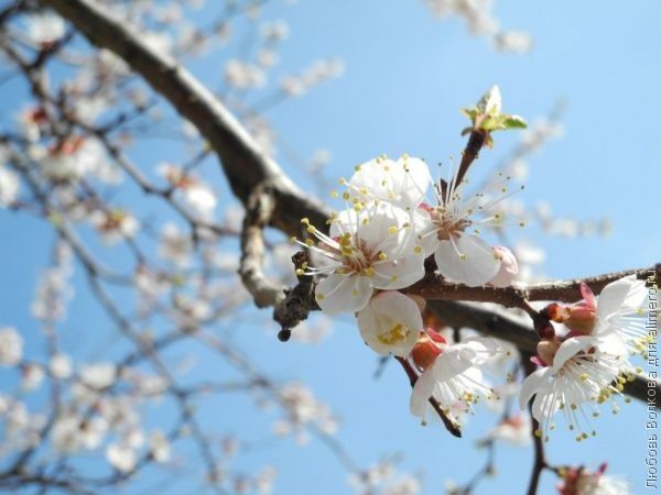 природа природа