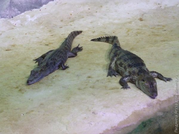 Нужно ли в школах семейное воспитание?