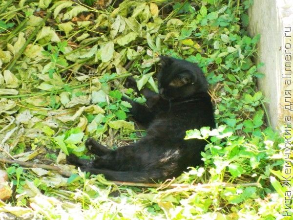 Кот Кот