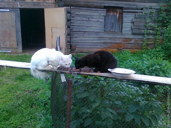 Я не переношу одиночество