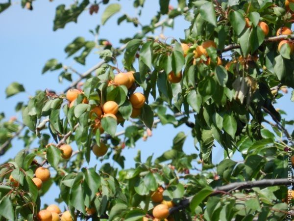 Детский лепет в семейных диалогах Детский лепет в семейных диалогах